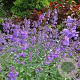 Nepeta 'Walker's Low' 25-30 cm 2,5L