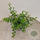 Osmanthus burkwoodii 30-40 cm 2,5L