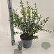 Osmanthus burkwoodii 30-40 cm 5,0L
