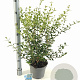 Osmanthus burkwoodii 30-40 cm 5,0L
