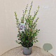 Osmanthus burkwoodii 80-90 cm 7,5L