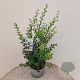 Osmanthus burkwoodii 80-90 cm 7,5L
