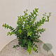 Osmanthus burkwoodii 80-90 cm 7,5L
