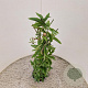 Passiflora caerulea 70-80 cm 2,5L