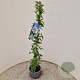Passiflora caerulea 70-80 cm 2,5L