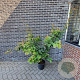 Parrotia persica 125-140 cm 15L