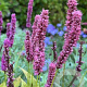 Persicaria a. 'Amethyst' GM P9
