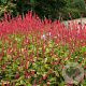 Persicaria a. 'Anouk' GM P9