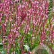 Persicaria a. 'Fascination' GM P9