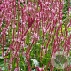 Persicaria a. 'Fascination' GM P9