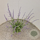 Perovskia atripl. 'Little Spire' 40-50 cm 2,5L