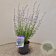Perovskia atripl. 'Little Spire' 40-50 cm 2,5L