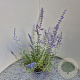 Perovskia 'Blue Spire' 30-40 cm 2,5L