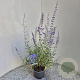Perovskia 'Blue Spire' 30-40 cm 2,5L