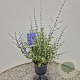 Perovskia 'Blue Spire' 40-50 cm 2,5L