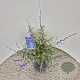 Perovskia 'Blue Spire' 40-50 cm 2,5L