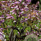 Penstemon 'Dark Towers' GM P9