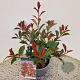 Photinia fraseri Carré Rouge 50-55 cm 3,0L