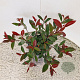 Photinia fraseri Carré Rouge 50-55 cm 3,0L