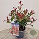 Photinia fraseri Carré Rouge 50-55 cm 3,0L