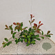 Photinia fraseri 'Red Robin' 50-60 cm 3,0L