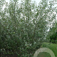 Populus alba 300-350 cm draadkluit meerstammig
