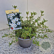 Potentilla f. 'Abbotswood' 25 cm 2,5L