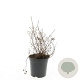 Potentilla f. 'Kobold' 25 cm 2,5L