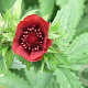 Potentilla 'Flamboyant' GM P9