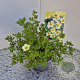 Potentilla f. 'Limelight' 25 cm 2,5L