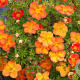 Potentilla f. 'Red Ace' 25 cm 2,5L