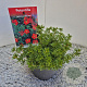 Potentilla f. 'Red Ace' 25 cm 2,5L