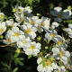Potentilla f. 'Tilford Cream' 25 cm 2,5L