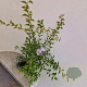 Prunus 'The Bride' 100-120 cm 7,5L