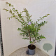 Prunus 'The Bride' 100-120 cm 7,5L