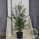 Prunus 'The Bride' 150-175 cm 20L meerstammig