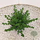 Prostanthera cuneata 15-20 cm C1.5