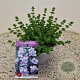 Prostanthera cuneata 15-20 cm C1.5