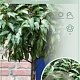Prunus l. 'Angustifolia' 120 cm stam 10L