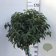 Prunus l. 'Angustifolia' 120 cm stam 10L