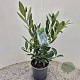 Prunus l. 'Otto Luyken' 25-30 cm 2,5L