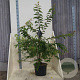 Prunus 'Mieke' 150-175 cm 20L meerstammig