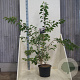 Prunus yedoensis 150-175 cm 20L meerstammig