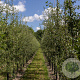 Pyrus communis caucasica 12-14 HO draadkluit