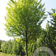 Quercus imbricaria 8-10 HO draadkluit