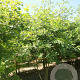 Quercus palustris 250-300 cm draadkluit meerstammig 350-400 diameter