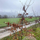 Quercus petraea 200-250 cm draadkluit meerstammig 160-180 cm diameter