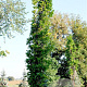 Quercus pal. 'Pringreen' 20-25 HO draadkluit