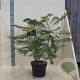 Rhus glabra 'Laciniata' 60-80 cm 10L meerstammig