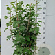 Ribes sang. 'King Edward VII' 80-100 cm 10L